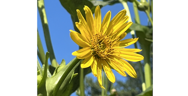 Helianthus tuberosus blooming under the blue sky