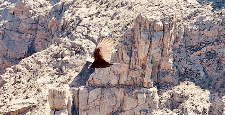 Turkey Vulture flying through Royal Gorge in the traditional land of the Ute and other tribes such as Cheyennee, Arapaho, Comanche, Kiowa, and Apache  (currently called Colorado)